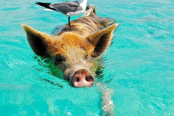 1960年出生的猪:命运、个性与未来的探索之旅 1960年出生的猪:命运、个性与未来的探索之旅