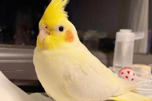 家养鸟主人命最好的秘密:幸福与繁荣之道 家养鸟主人命最好的秘密:幸福与繁荣之道