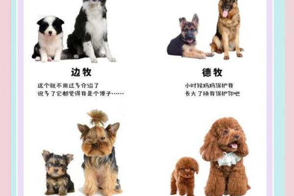 2018年出生的狗狗命运解析：探秘它们的性格与运势