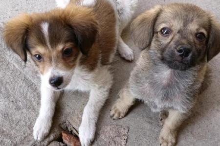 土狗男命：理想对象的探寻与智慧结晶