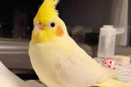 家养鸟主人命最好的秘密：幸福与繁荣之道