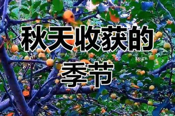 十月的魅力:感受秋季的温暖与丰收 十月的魅力:感受秋季的温暖与丰收