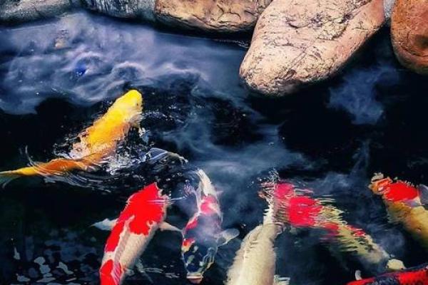 土命人选择锦鲤的颜色寓意与养护技巧分析 土命人选择锦鲤的颜色寓意与养护技巧分析
