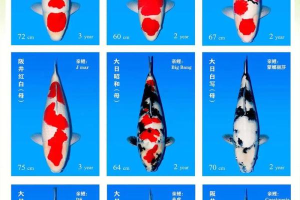 土命人选择锦鲤的颜色寓意与养护技巧分析 土命人选择锦鲤的颜色寓意与养护技巧分析