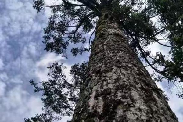 在松树下扎根的命运：揭秘生命的深层意义