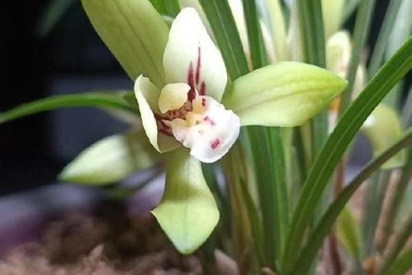 蕙质兰心的意义与美丽,诠释女性独特的内涵与气质 蕙质兰心的意义与美丽,诠释女性独特的内涵与气质