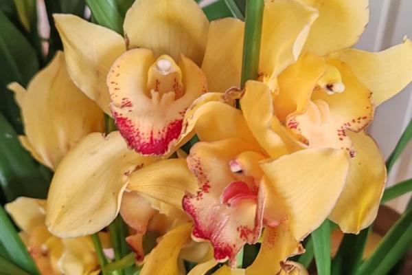 蕙质兰心的意义与美丽,诠释女性独特的内涵与气质 蕙质兰心的意义与美丽,诠释女性独特的内涵与气质