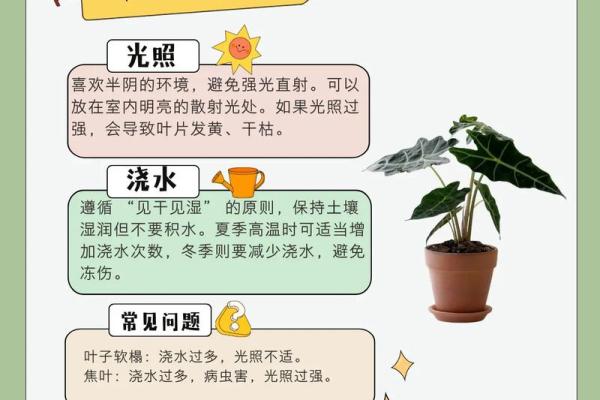 海中金命的种植忌讳与相宜植物的完美搭配
