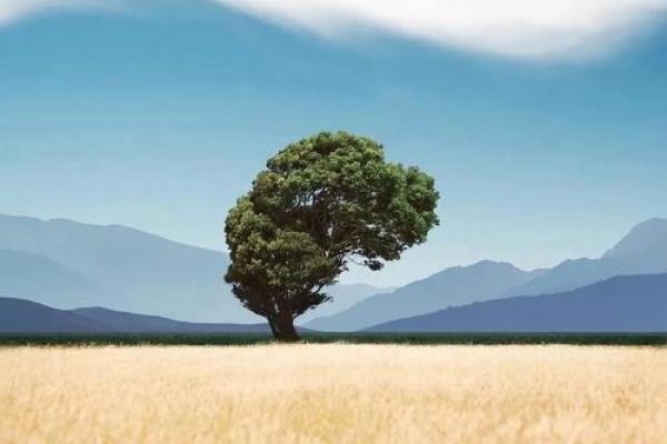 命若琴弦：人生的韵律与和谐之道_1