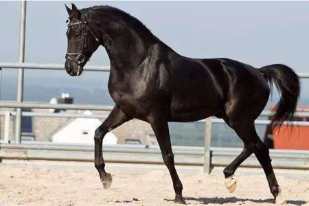 1944年出生的人命运与婚配分析：让我们一起探讨