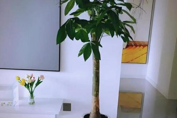 家中缺水？这几样东西助你提升风水与运势！