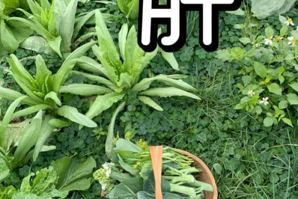 木命之人：缺乏生机，如何挑选补益字？