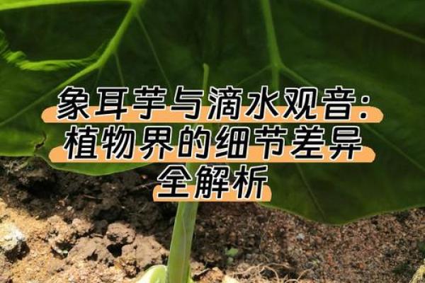 探索大溪水命的植物选择，助你与自然和谐共生！