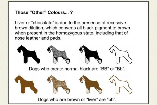 探索狗的命运与五行属性：揭秘你的爱犬背后的奥秘