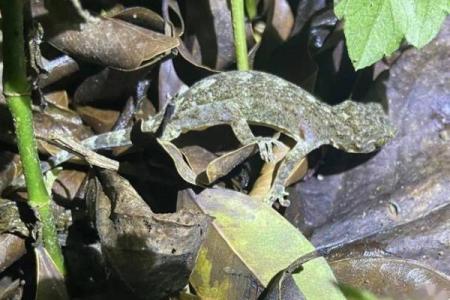 命心所指的动物：揭开人生启示的神秘面纱