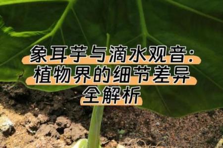 探索大溪水命的植物选择，助你与自然和谐共生！