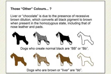 探索狗的命运与五行属性：揭秘你的爱犬背后的奥秘