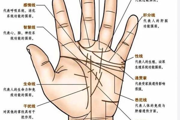 大指拇弯曲命理解析：如何从手相看人生轨迹与性格特点