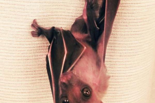 童子命妖邪为何附体？揭示其背后的秘密与传说