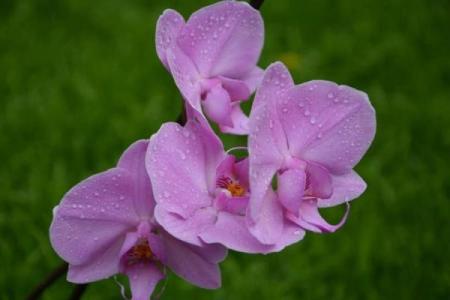 桃花烂命寓意与生肖的神秘关联探讨