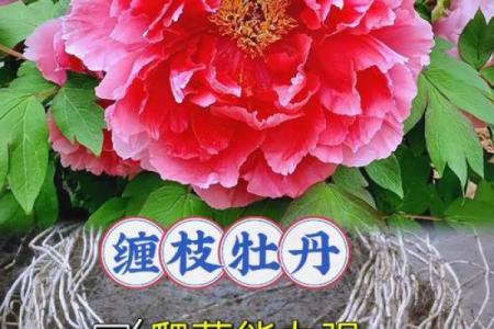 富贵花卉：揭开花有富贵命之说的秘密