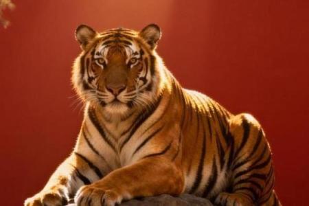 1998年属虎：奋勇向前的勇者之路