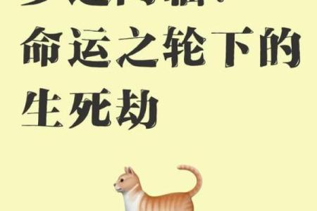 探索2009年命理：命运之轮的转动与启示