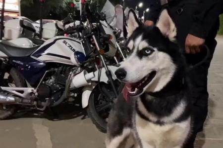 哈士奇：为什么它们无法成为优秀的警犬？揭秘背后的原因！