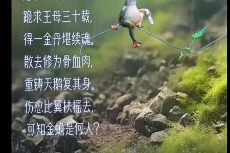 一命换一命的故事：生与死之间的抉择与希望