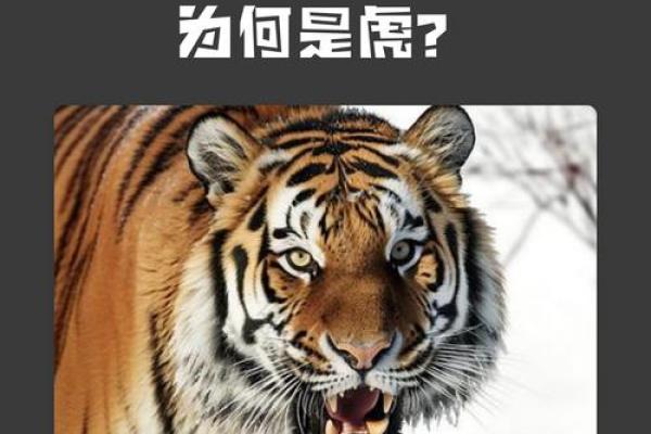 2022年虎年运势揭秘：虎属什么命，带你走进生肖文化的奥秘！