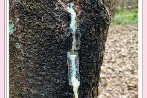 87年腊月22出生的命运：解读生命之旅的奥秘与精彩