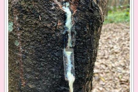 87年腊月22出生的命运：解读生命之旅的奥秘与精彩