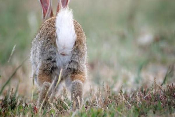 揭开2011年兔子命的神秘面纱，探讨其性格与命运！