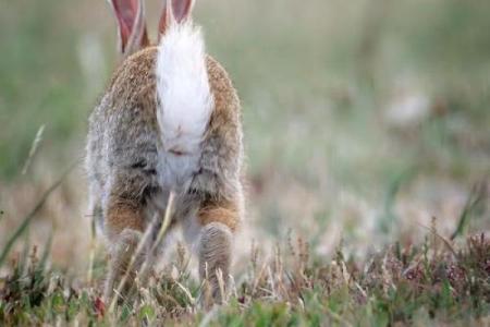 揭开2011年兔子命的神秘面纱，探讨其性格与命运！