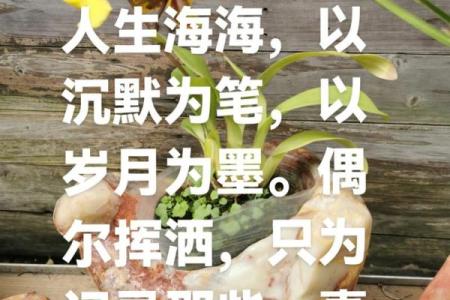 命淡泊的深意与生活哲学：追求内心的宁静与幸福