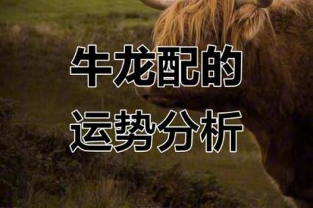 1997年属牛的命运解析：探索牛年人的性格与运势