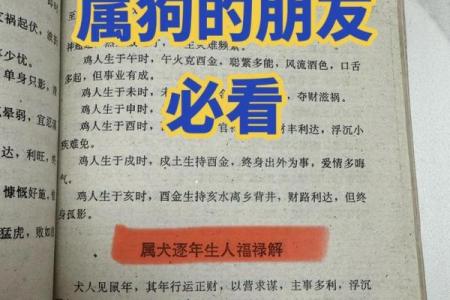 农历属狗人的命运解析：智慧与忠诚的象征