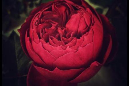 命理中的花朵：探寻内心的灵魂之美与成长之道