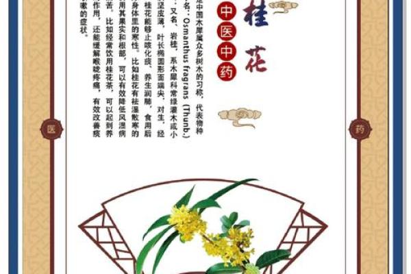 命里带桂花的深意与生活启示 命里带桂花的深意与生活启示