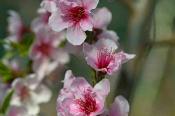 没有桃花的人生命运解析：为何桃花缘薄？