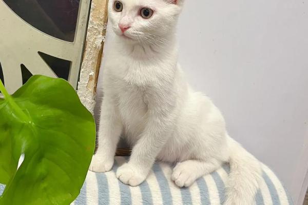 命中注定的猫咪：哪些人适合养猫？