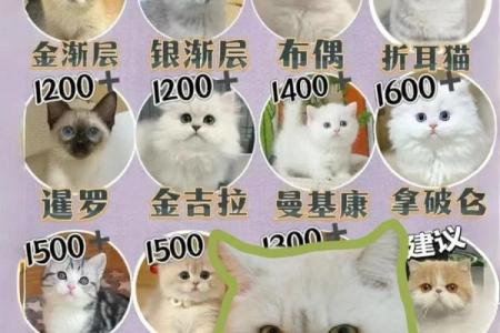 命中注定的猫咪：哪些人适合养猫？