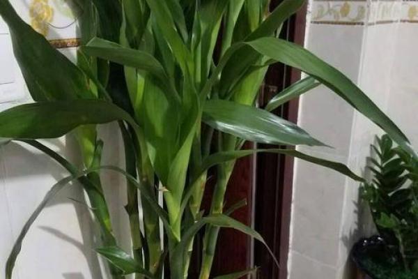 火命店铺风水禁忌:不容忽视的摆放细节 火命店铺风水禁忌:不容忽视的摆放细节