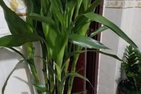 火命店铺风水禁忌：不容忽视的摆放细节