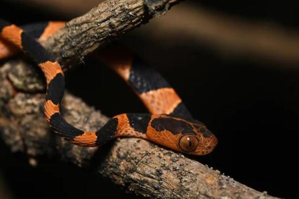 探秘2001冬藏之蛇：揭示命理背后的奥秘与启示